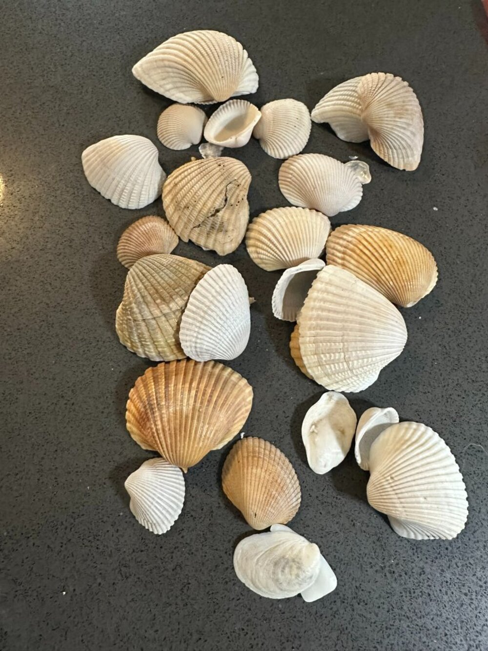 Large Set of Florida Beach Shells for Crafting / Vase Decorations
